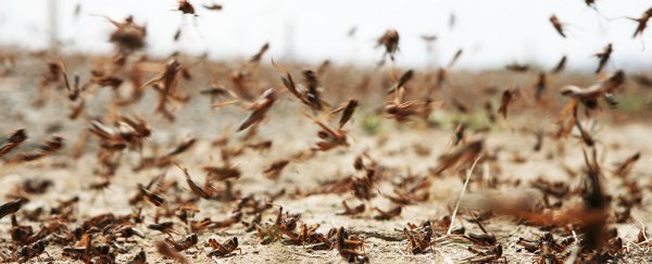 The worst locust plague in decades could destroy crops in Africa on a massive scale