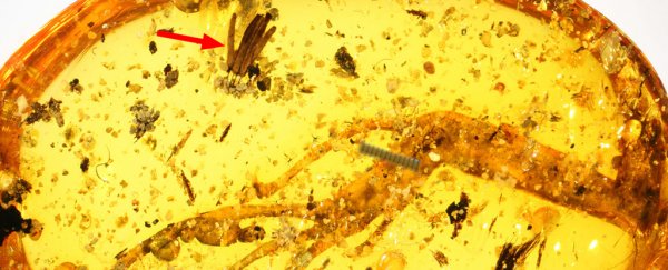 Feast your eyes on the oldest fossil of slime mould ever discovered