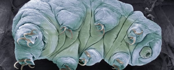 Tardigrades Are Basically Indestructible, But Scientists Just Found Their Weak Point