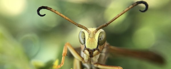 Rapid evolution made these paper wasps capable of recognising each other's faces