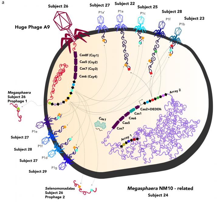 A huge phage (Subject 26) infecting a bacterium and manipulating its response to other phages. (Jill Banfield Lab/UC Berkeley)