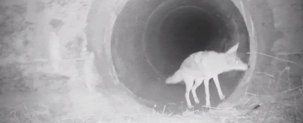 Here's the real deal with that heartwarming coyote-badger video