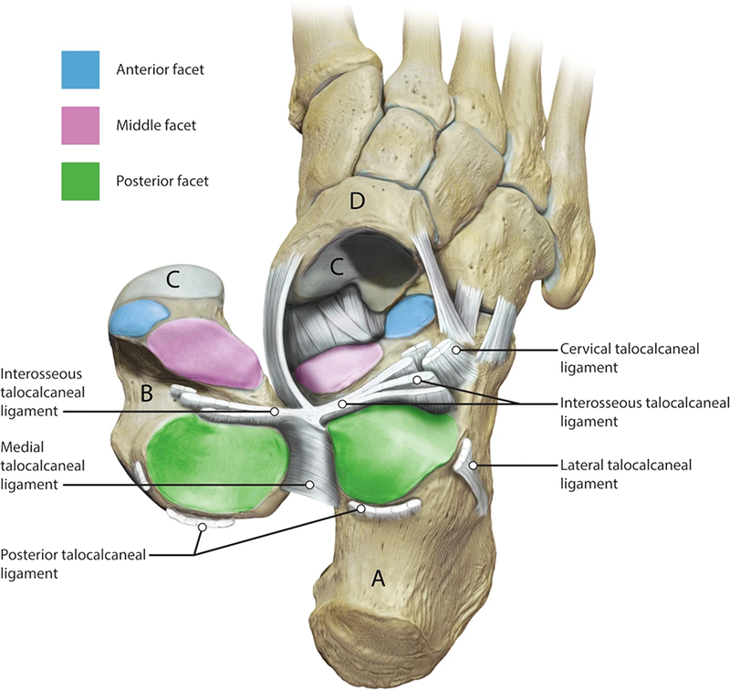 foot 2