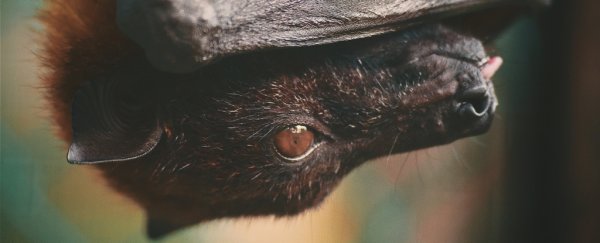 There's Something Special About Bat Immunity That Makes Them Ideal Viral Incubators