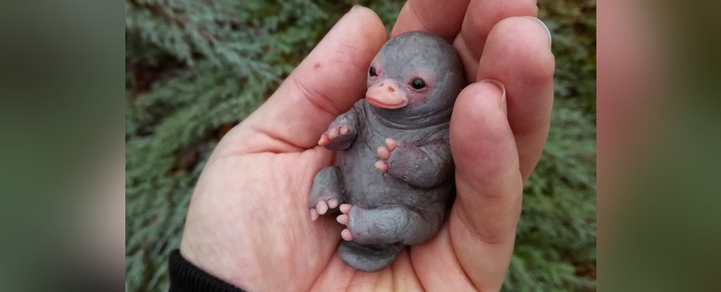 That Excruciatingly Cute Viral Baby Platypus Is Actually Plastic