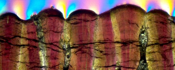 Dinosaur eggshells just added curious evidence to a debate about their blood