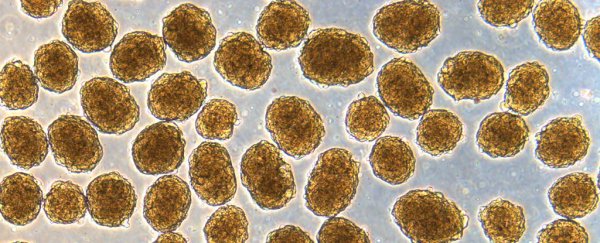 An experiment using human stem cells ended up reversing diabetes in mice