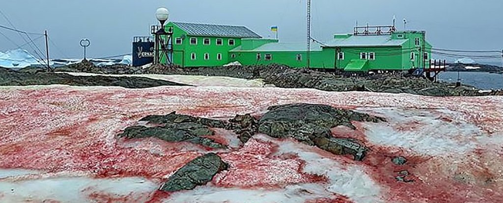 Astounding Images of Antarctica's Blood-Red Ice Are Really an Ominous Climate Sign - ScienceAlert