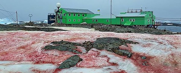 Astounding images of Antarctica's blood-red ice are really an ominous climate sign