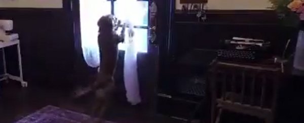 Video of NASA astronaut and her dog reuniting after 328 days in space has us teary