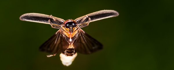 The beautiful glow of fireflies is going dark, and it's all because of us