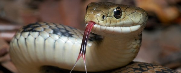 Scientists have grown snake venom glands in the lab. Here's why that's awesome