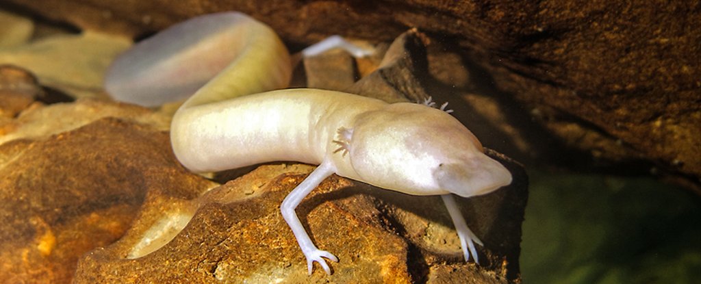 Scientists Find a Wild Salamander That Hasn't Moved From Its Spot For 7 Years