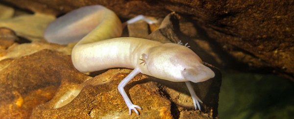 Scientists find a wild salamander that hasn't moved from its spot for 7 years