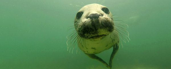 Amazing new footage reveals grey seals clapping underwater to communicate
