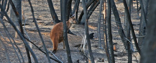 Those horrific wildfires in Australia destroyed a fifth of the continent's forests