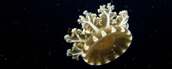 A bizarre jellyfish species can sting you without touch by hurling 'mucus grenades'