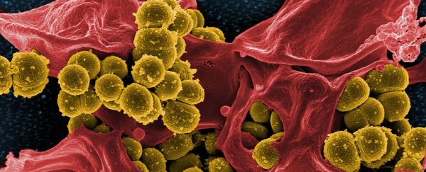 AI has uncovered surprising potential new antibiotics to combat drug resistance