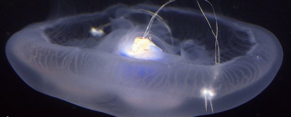 Scientists have created bionic jellyfish and successfully controlled their movements
