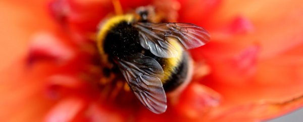 Bumblebees are in trouble, as rising temperatures drive their decline