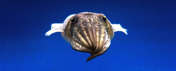 Cuttlefish can refrain from eating if they know a better meal is on the way