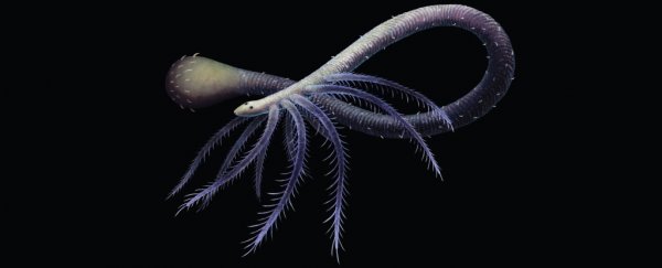 This worm that lost its legs is the earliest known example of evolutionary reversion