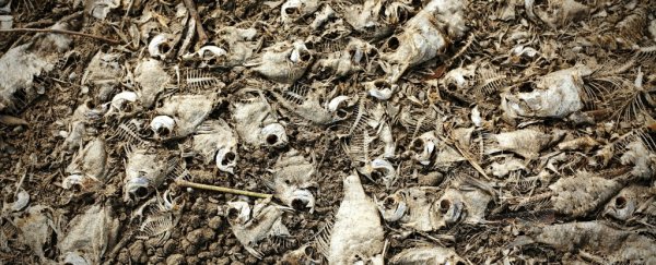 The real 'paleo diet' contained some pretty toxic heavy metals, study reveals