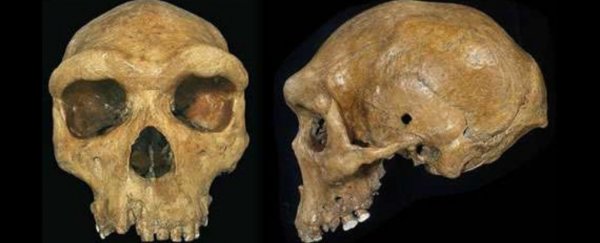 The 'ghost' of an unknown extinct human has been found in DNA of modern West Africans