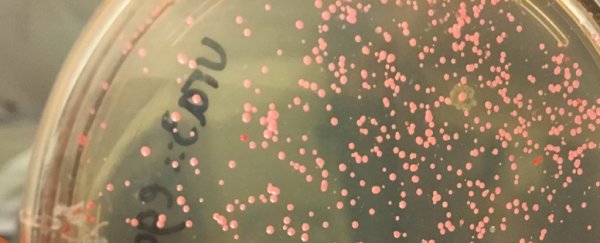 Tiny microbe may be the perfect time capsule for messaging far future civilisations
