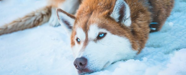 Curious fossil discovery points to dog domestication as early as 28,500 years ago
