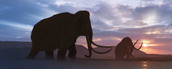 Ancient genes reveal the last mammoths on Earth were a sickly mess