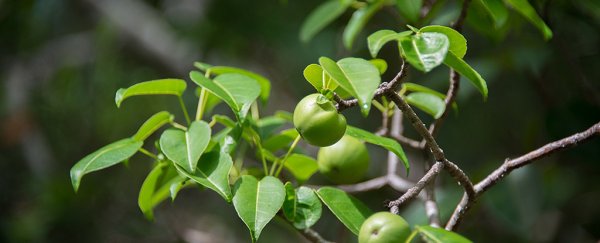 This tree is so toxic, you can't even stand under it when it rains