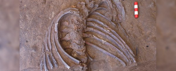 A stunning Neanderthal skeleton was just unearthed at a famous burial site