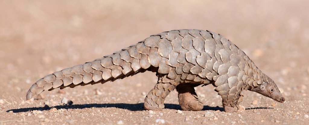 The Pangolin Is Now a Potential Suspect in Spreading The Wuhan Coronavirus to Humans