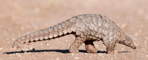 The Pangolin is now a potential suspect in spreading the Wuhan coronavirus to humans