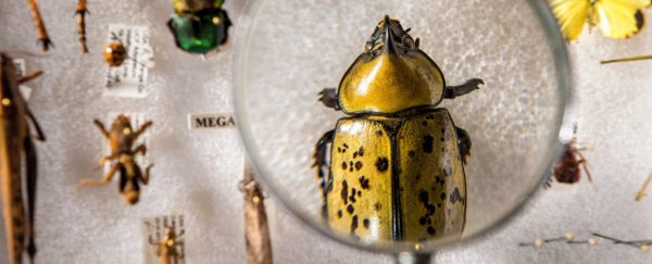 'Warning to humanity': stop killing insects now before it's too late, say scientists
