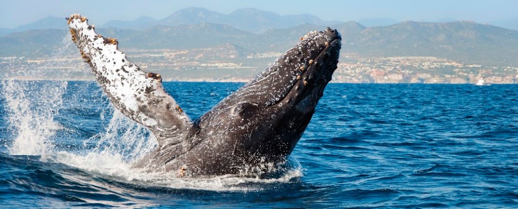 There's a peculiar link between whales beaching themselves and solar storms
