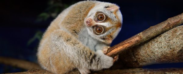 The world's only venomous primate could explain why humans are allergic to cats