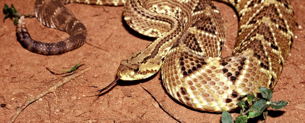 South American rattlesnake. 