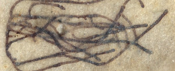Look at these mind-blowing fossils of 1 billion-year-old seaweed