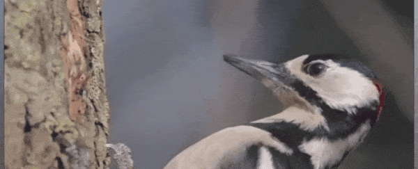 How Do Woodpeckers Survive Repeated High-Impact Shocks Without Brain Injury?
