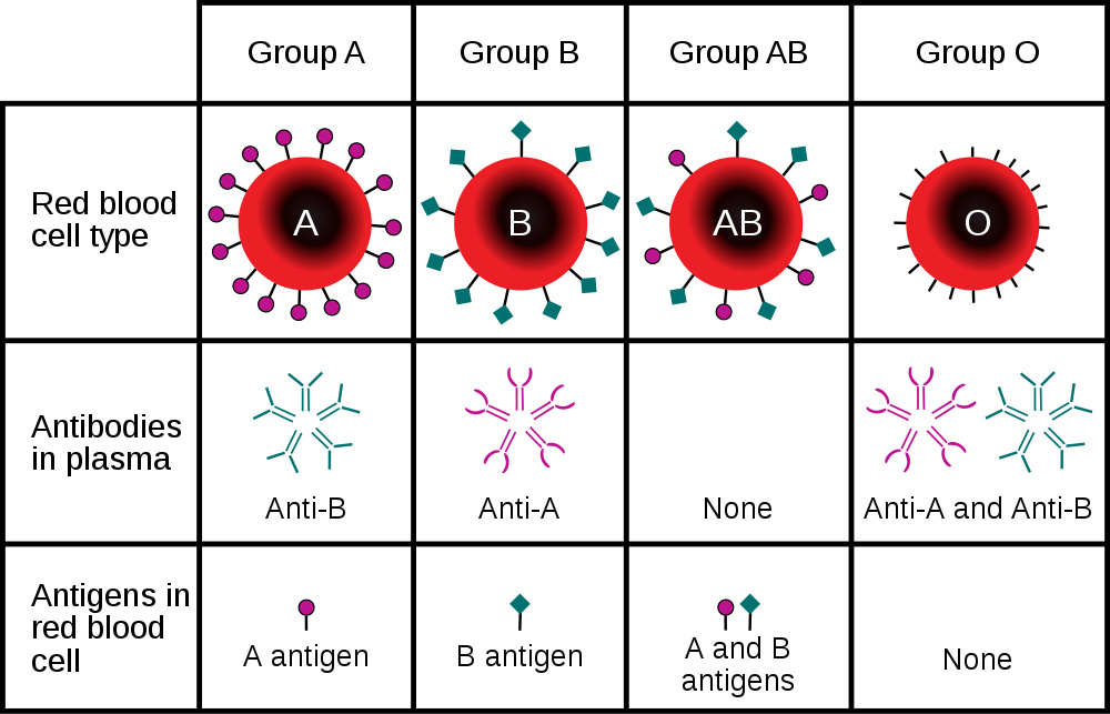 1000px ABO blood type.svg