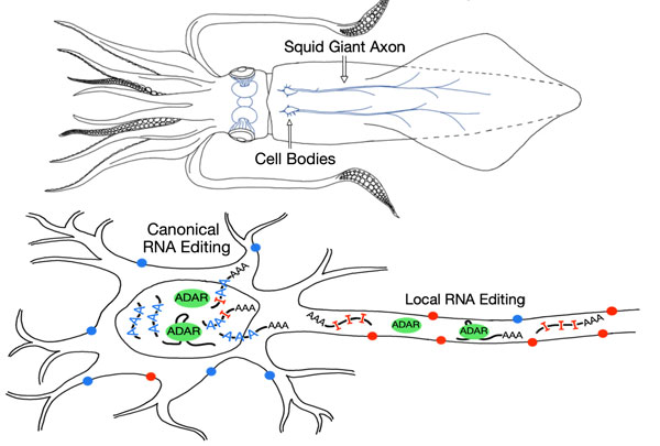 Squid RNA Editing Graphical Abstract ver. 3
