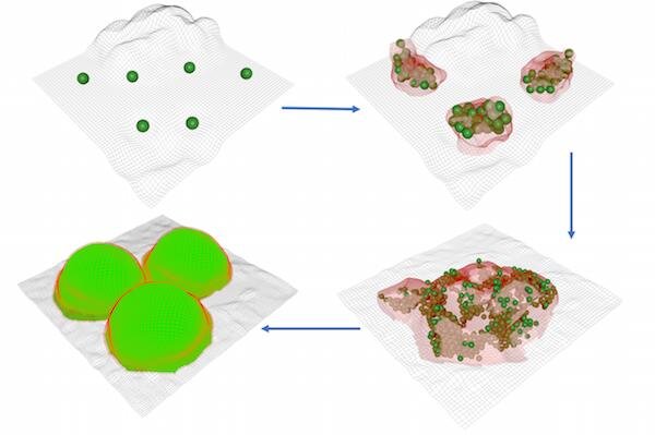 bacteriaform