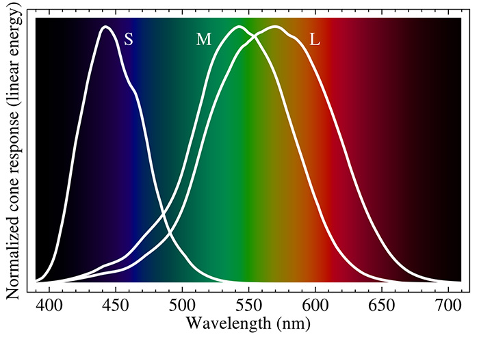 eye cell response to light spectrum