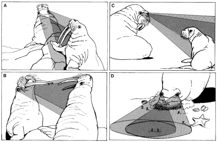 Oubliez vos problèmes en regardant ces illustrations scientifiques étranges mais totalement réelles (vidéo) By Jack35 Illos-1