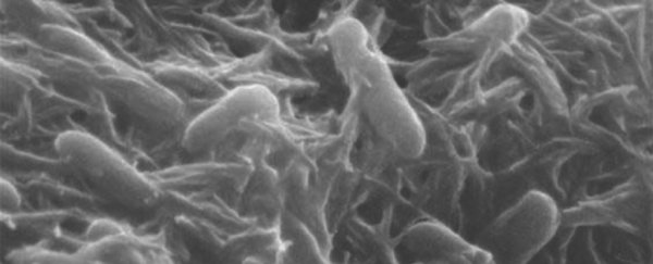 Strange bacteria 'breathe' rock, and we might finally understand how that's possible