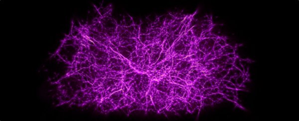 Slime mould has been used to recreate the invisible web holding our Universe together
