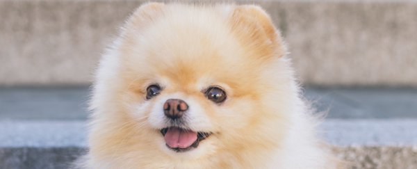 Hong Kong confirms pet dog has coronavirus in suspected human-to-animal transmission