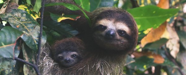 Wild Video of Sloth Giving Birth Shows Baby 'Bungee-Jumping' With Umbilical Cord
